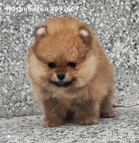 Померанче момче, снимка 3 - Померан - 51707750
