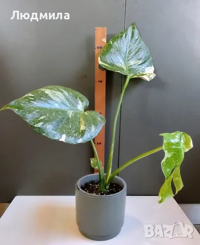 Monstera Thai Constellation /Монстера Тай Констеллейшъ, снимка 2 - Стайни растения - 55930077