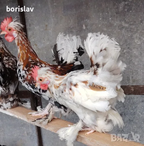 продавам петлета бреговска джинка. 