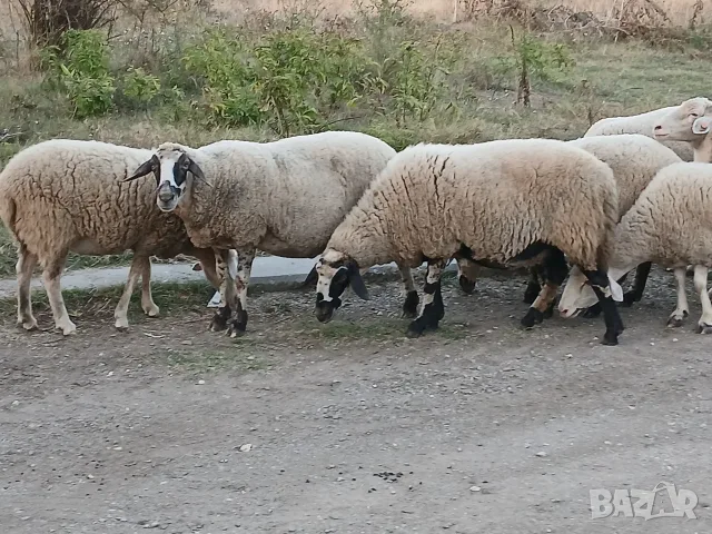 Свободни овце и коч, снимка 3 - Овце - 56132577