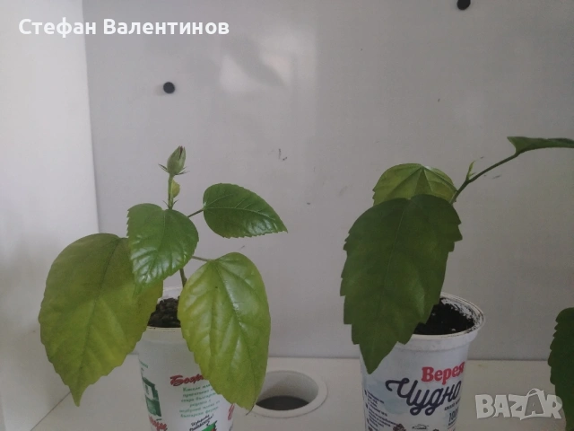 Хибискуси/китайски рози с едри кичести цветове, снимка 8 - Стайни растения - 52044964