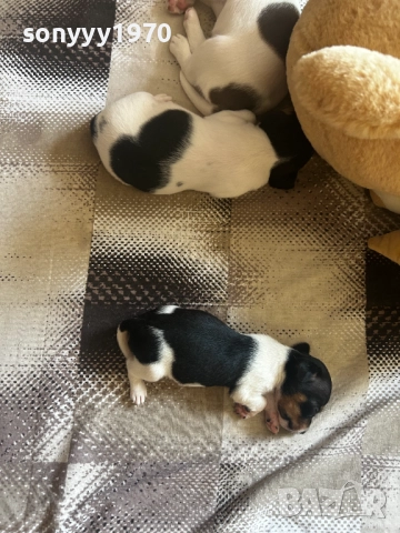 ДЖАК РЪСЕЛ-СЛАДКО БЕБЕ ПО ИЗБОР 0909252147, снимка 4 - Джак ръсел териер - 51660144