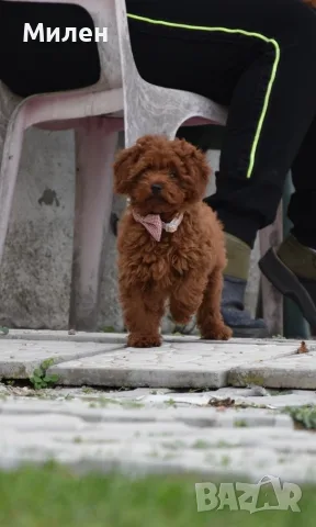 Той пудел Toy poodle