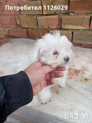 Малтийска болонка , снимка 3 - Болонка - 53213143