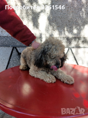 Продавам Мъжки пудел, снимка 4 - Пудели - 52943472