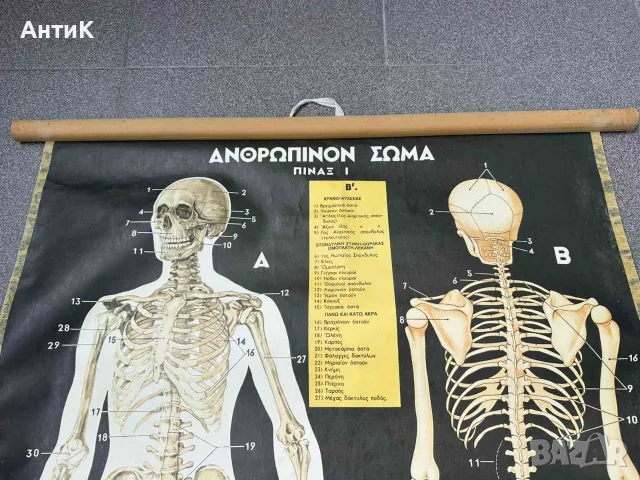 Медицински Анатомични Плакати Постери, снимка 3 - Специализирана литература - 56460115