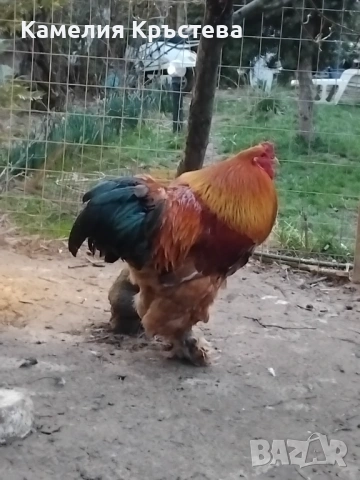 Петли Брама, снимка 5 - Кокошки и пуйки - 49295122