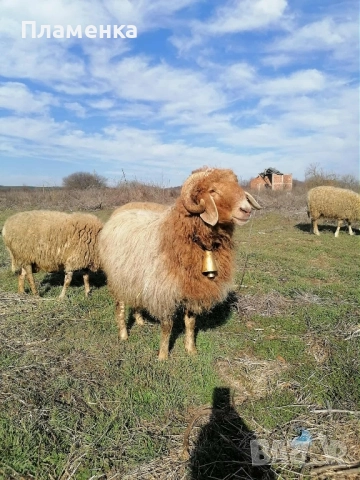 Продавам овен Аваси, снимка 2 - Овце - 52438557