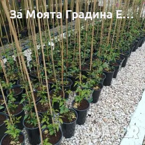 Клематис 2 , снимка 16 - Градински цветя и растения - 49761035