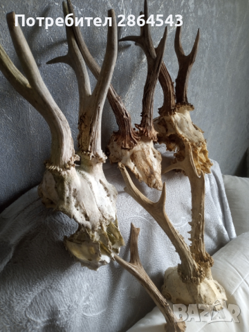 Череп с рога от сръндак , снимка 2 - Други - 44632267