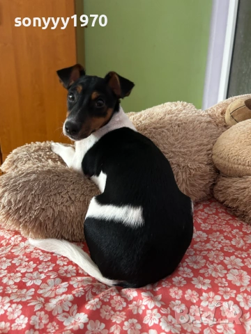 ДЖАК-СЛАДУРАНА 0701261518, снимка 15 - Джак ръсел териер - 53021086