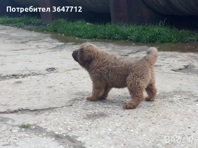 Тибетски мастиф , снимка 9 - Мастиф - 54087033