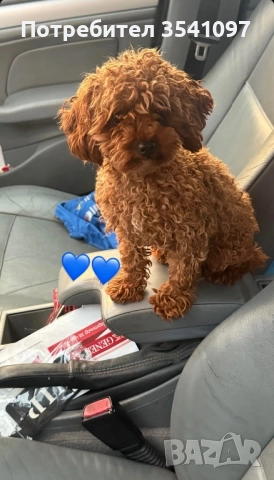 Той Пудел за разплод , снимка 2 - Пудели - 48428851