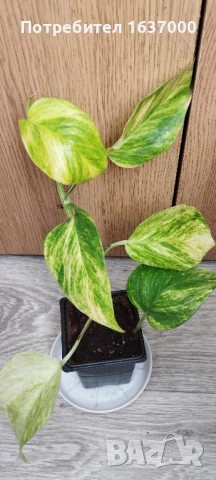 Епипремнум Hicolor