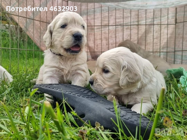 голдън ретривър момче , снимка 2 - Голдън ретривър - 52703386