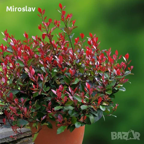 Фотиния Литъл ред Робин