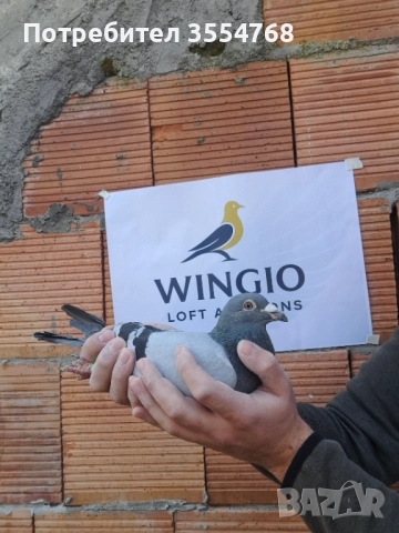 Продавам спортни гълъби 