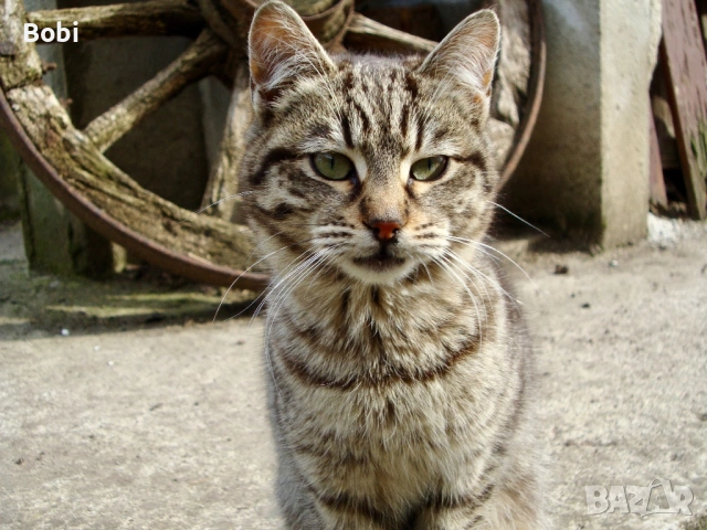 Sony Cyber-shot DSC-W220 с Carl Zeiss обектив + аксесоари, снимка 7 - Фотоапарати - 53925872