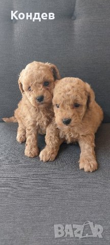 Той/мини пудели , снимка 2 - Пудели - 40875178
