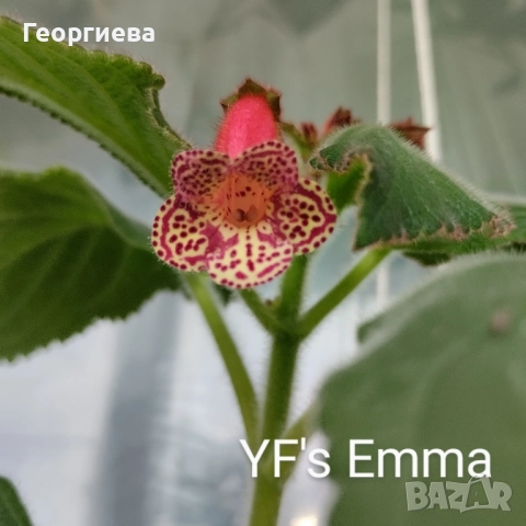 колерия растения и ризоми , снимка 13 - Стайни растения - 51619779