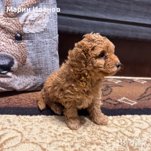 Мини пудел, момченце, снимка 2 - Пудели - 53249844