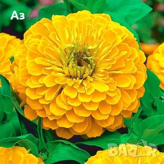 продавам семена на цветя Циния (реколта 2025 г.), снимка 4 - Градински цветя и растения - 29996550