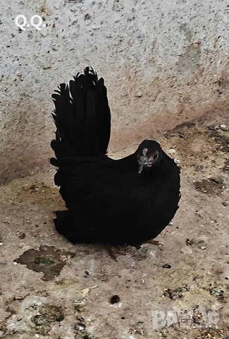 Заменям, снимка 2 - други­ - 54167550