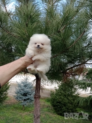 Померани. Реални снимки от днес !, снимка 3 - Померан - 52876356