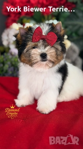 Йорки! Елитно момиченце с родословие Baby face! Доставка 