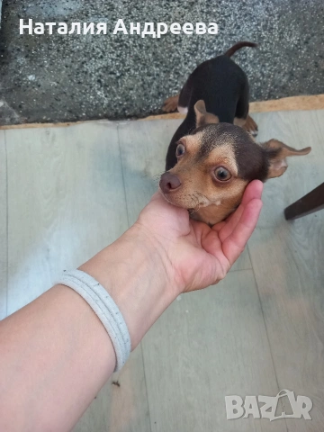 Предлагам мъжки пинчер за разплод , снимка 4 - Пинчер - 54207855