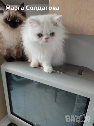 Персиисчета, снимка 2 - Персийска - 53143924