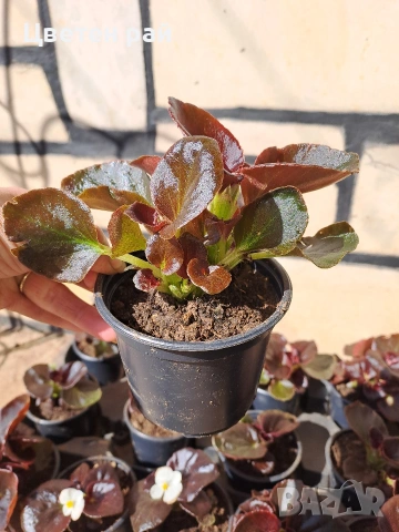 Градинска бегония , снимка 18 - Градински цветя и растения - 54237980