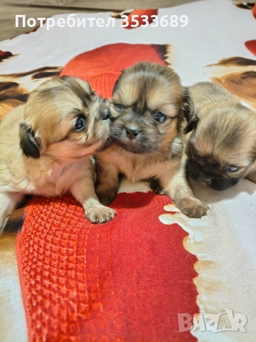 сладки пекинезчета 