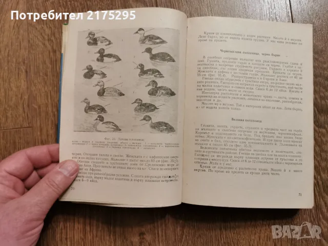 Наръчник на ловеца и риболовеца-Земиздат 1974г., снимка 15 - Специализирана литература - 49699300