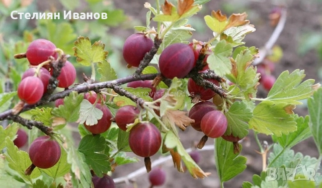 Цариградско грозде (Ribes uva-crispa) - червено, снимка 2 - Градински цветя и растения - 52354393