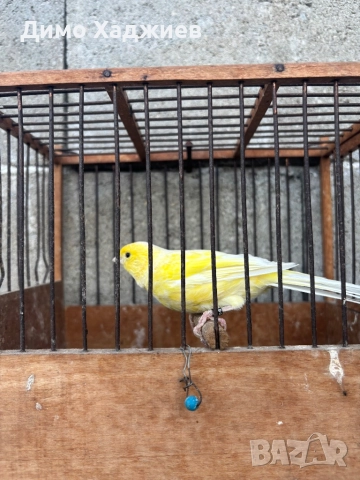 Продавам канари - канарчета , снимка 5 - Канари - 51264689