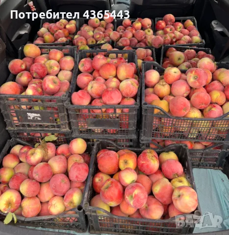 Ябълки сорт Флорина от производител - Плевен, снимка 1 - Домашни продукти - 48780507