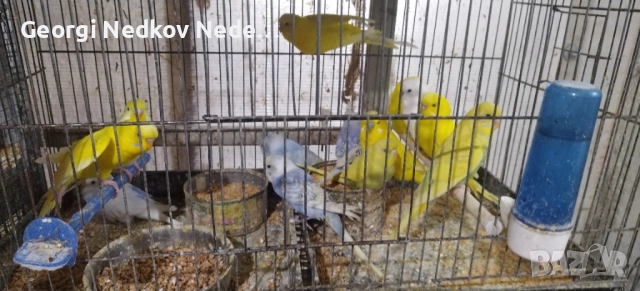 Продавам вълнисти папагали, снимка 2 - Папагали - 52067269