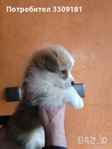 Уелско Корги , снимка 5 - Други - 54006724