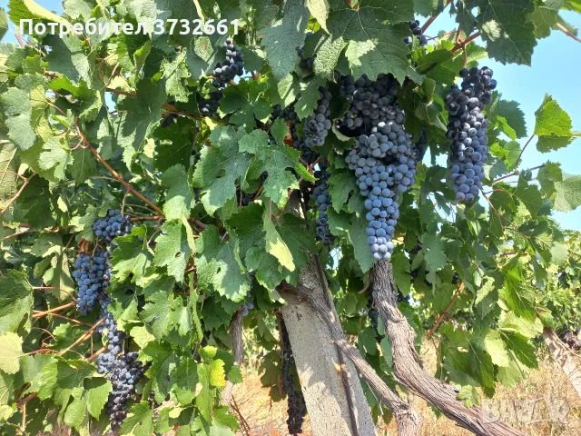 Грозде мерло и каберне за консумиране, снимка 9 - Други - 55991515