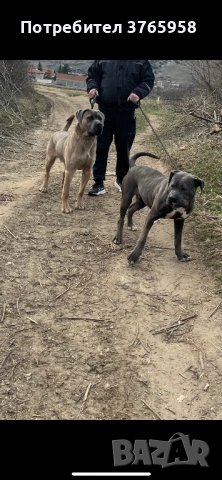 Кане корсо с родословие, снимка 2 - Кане корсо - 54014122