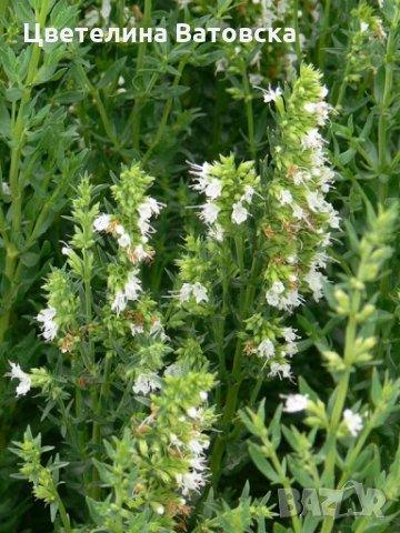 НАПРАВЕТЕ СИ ПРЕКРАСНА ГРАДИНА от лавандула  и хизоп, снимка 5 - Разсади - 31035085