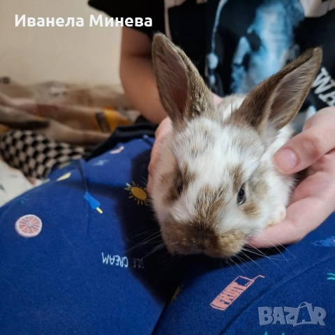 Продавам зайчета, снимка 6 - Други - 54220526