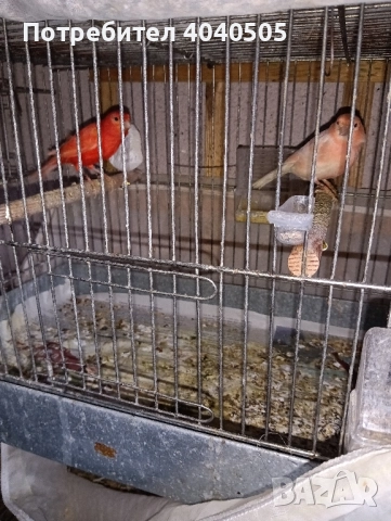 канарчета , снимка 2 - Канари - 52378922