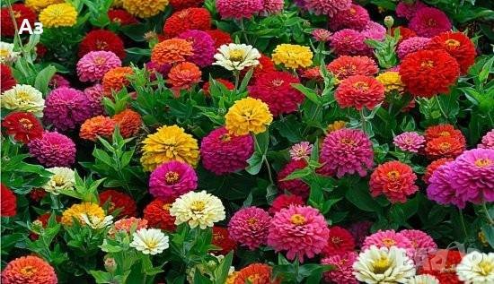 продавам семена на цветя Циния (реколта 2025 г.), снимка 9 - Градински цветя и растения - 29996550