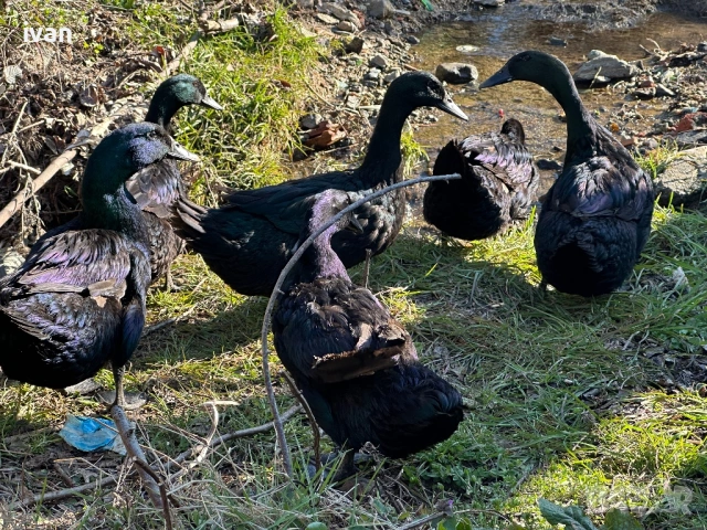 Патици Каюги , снимка 2 - Патици и гъски - 53903453