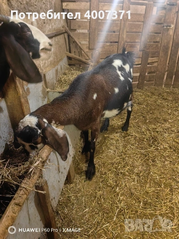 Продавам 2 кози, снимка 3 - Кози - 53029727
