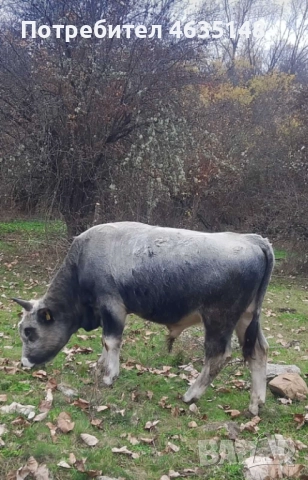 Телета, бици, снимка 8 - Крави - 52205533