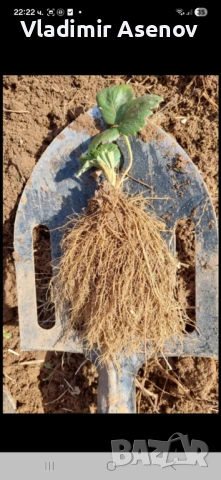 Ягоди, снимка 8 - Козметични уреди - 53946989