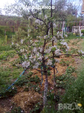 Мини ябълка Петровка 